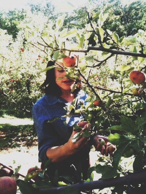 a woman picking apples from an apple tree