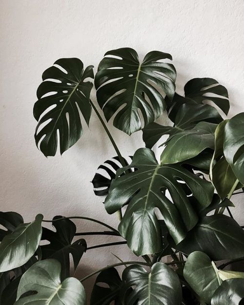 a plant with green leaves against a white wall