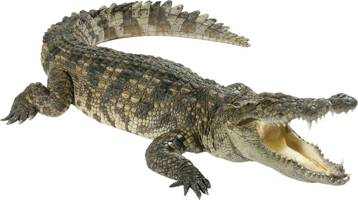 an alligator with its mouth open and it's teeth wide open on a white background