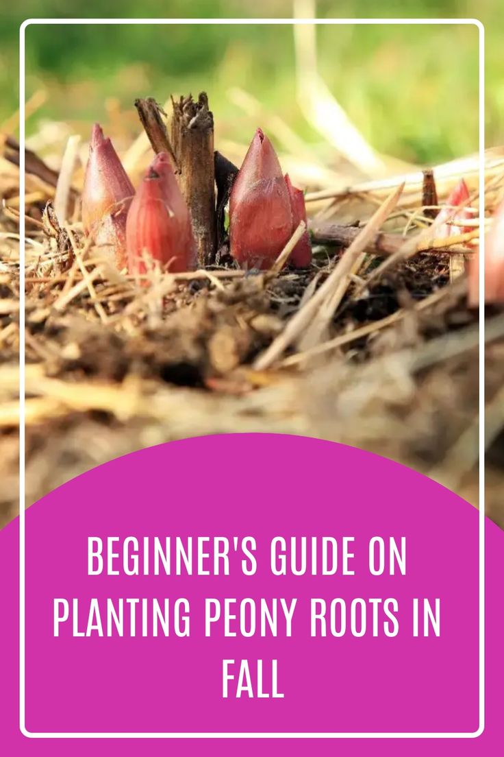 the beginner's guide on planting peony roots in fall cover image with text overlay