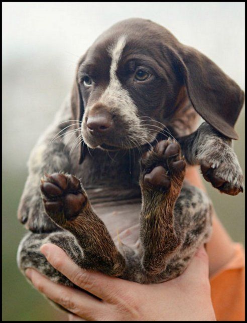 a person holding a puppy in their hands