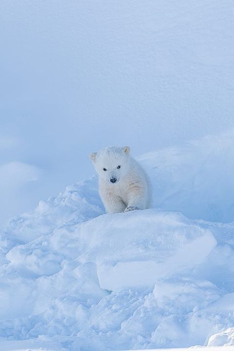 a polar bear sitting in the snow on top of a pile of snow covered ground