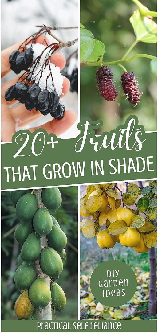 Dive into 20+ Fruits That Grow in Shade, a part of our DIY Garden Ideas at practicalselfreliance.com. These fruits are ideal for shaded gardens, offering perennial options like blackberries and cherries. Plant once and reap the rewards for years, making the most of your shaded garden areas. Perfect for those looking to cultivate a fruitful garden in limited sunlight. Find more Edible Garden Ideas, Gardening for Beginners, and Organic Gardening Tips. Garden Ideas Trees, Fruit Garden Layout, Beginner Garden, Shaded Garden, Diy Garden Ideas, Food Forest Garden, Garden Areas, Growing Fruit Trees, Shade Garden Plants