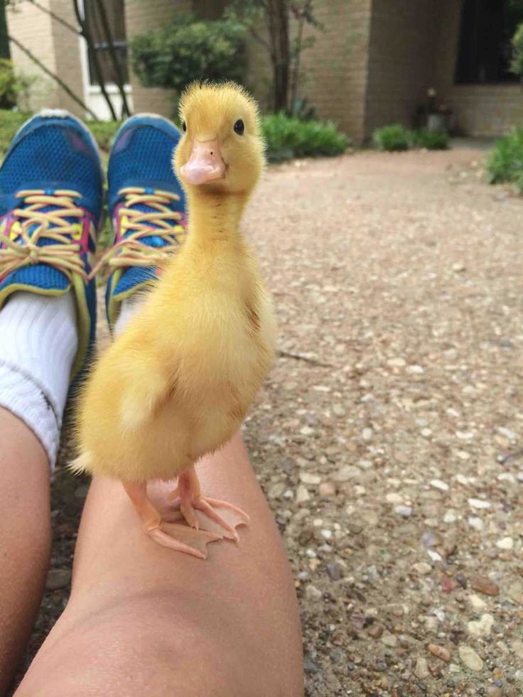 a small yellow duck standing on top of someone's leg