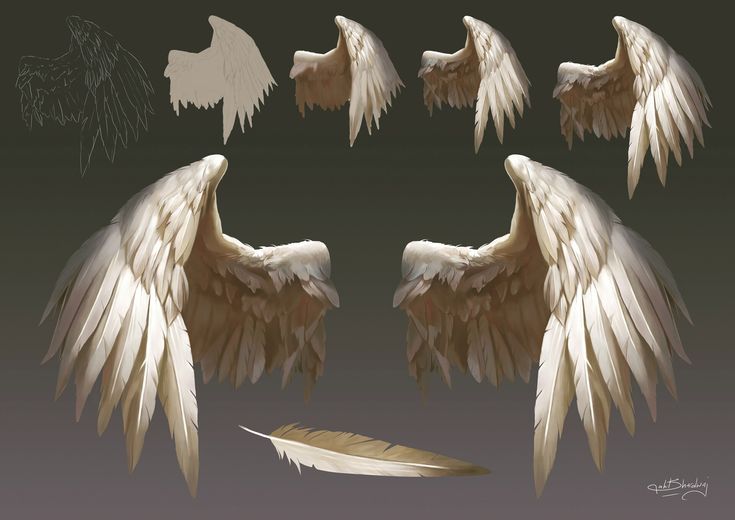 some white wings and a feather on a gray background