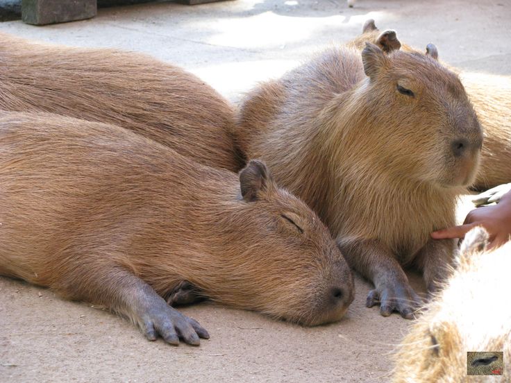 two capybaras are laying on the ground and one is petting it's head