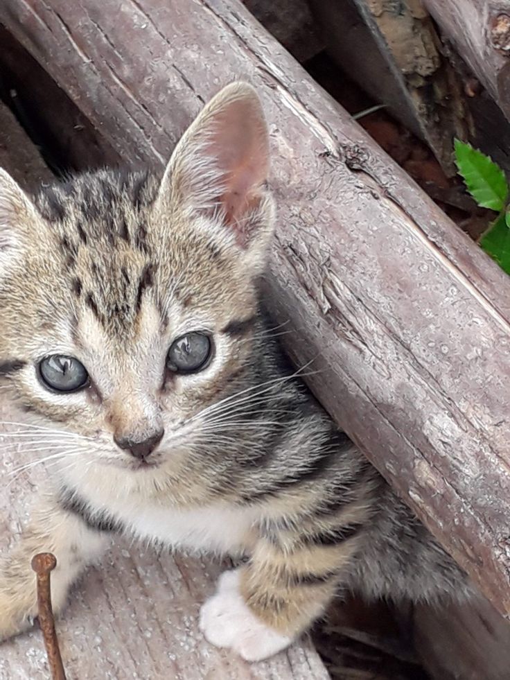 a small kitten sitting on top of a piece of wood next to a green plant