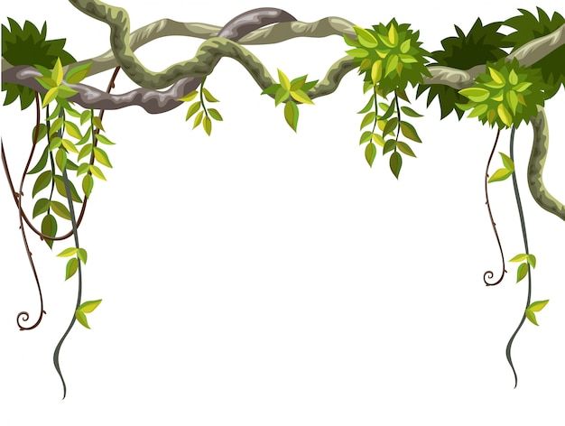 an illustration of vines and leaves on a white background