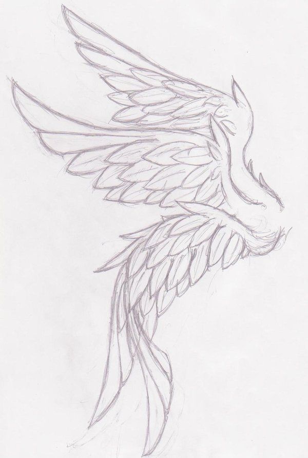 a pencil drawing of a bird with wings