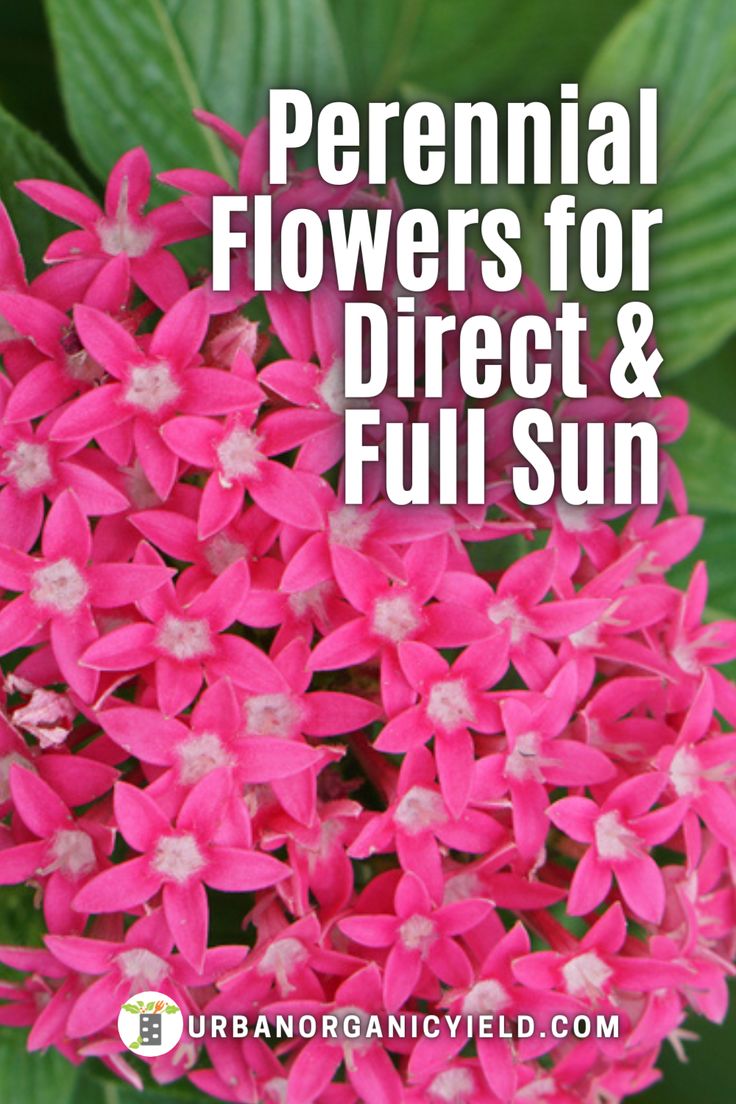 pink flowers with text overlay that reads perennial flowers for direct and full sun,