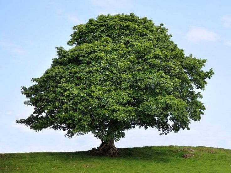 a large green tree sitting on top of a lush green hillside under a blue sky