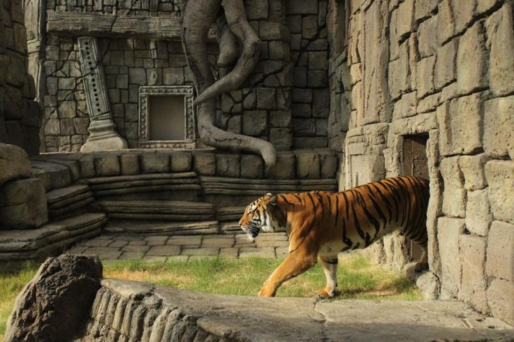 a tiger walking in front of a stone building with a tree on it's side