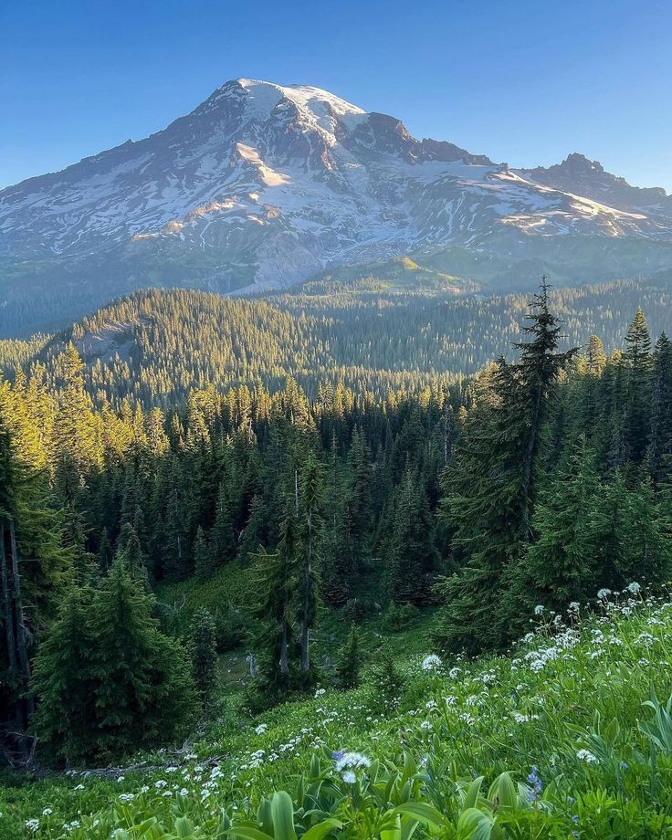 a mountain with trees and flowers in the foreground, surrounded by tall pine trees