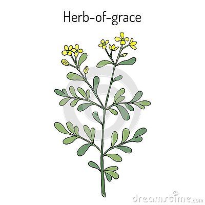 a plant with the words herb - of - grace