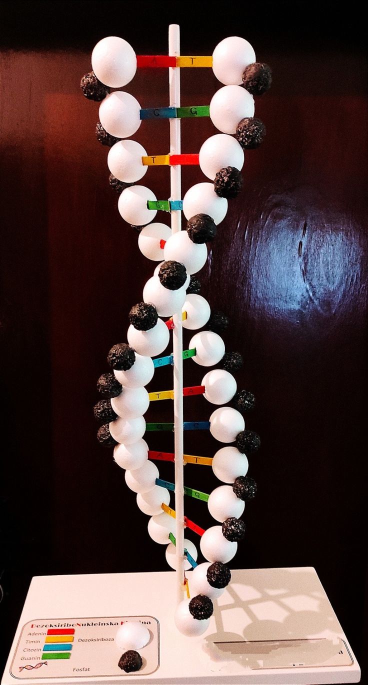 This model has been made from styrofoam balls, acrilic spray paint, thin wooden sticks and wooden bar. 3d Molecule Project, Candy Dna Model, 3d Dna Structure Project, Dna Structure Model Project, Dna Molecule Project, 3d Dna Project, Chemistry Models Project Class 12, Dna Model Project High Schools, Dna Model Project Ideas Biology