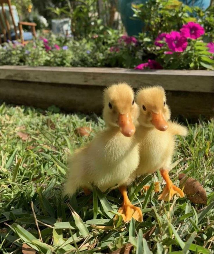 two baby ducks are sitting in the grass