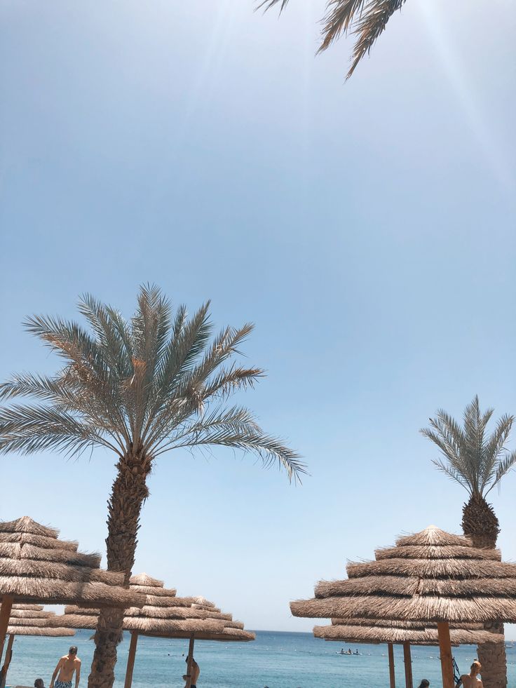 palm trees and umbrellas line the beach as people sit on lounge chairs under them