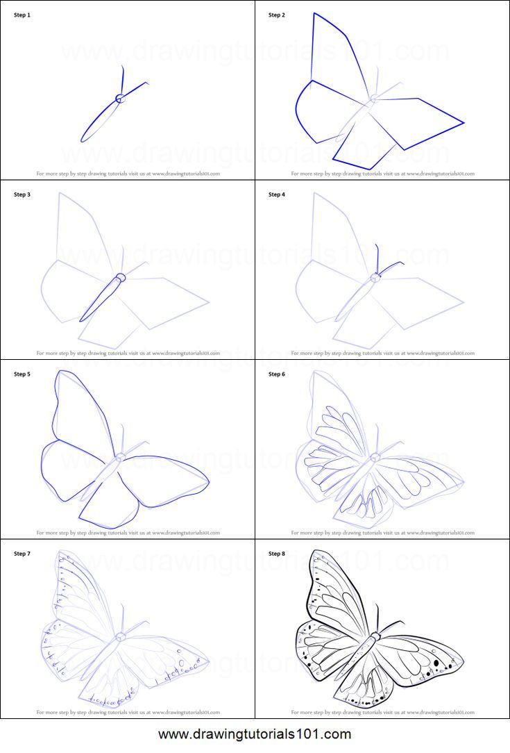 how to draw butterflies step by step