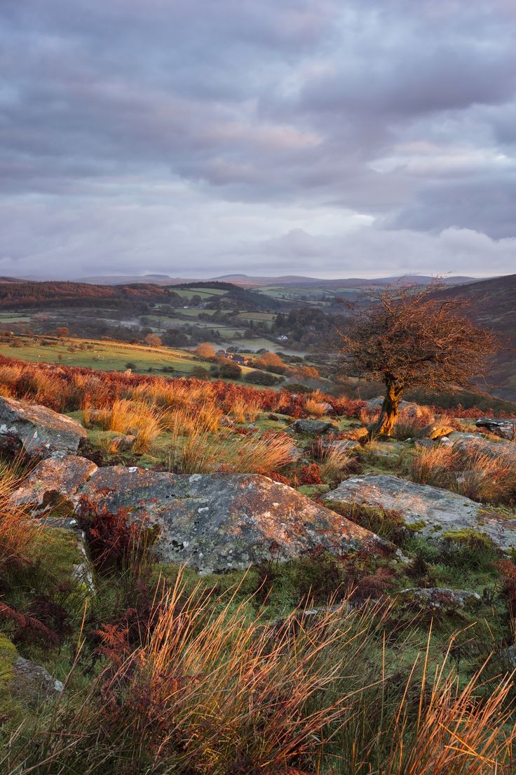 a lone tree stands on the edge of a rocky outcropping in autumn