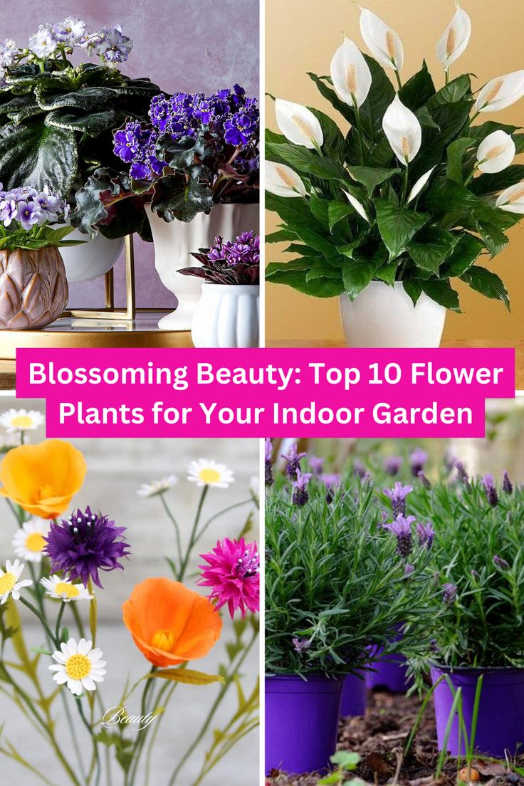 four different types of flowers in pots with the words blossoming beauty top 10 flower plants for your indoor garden