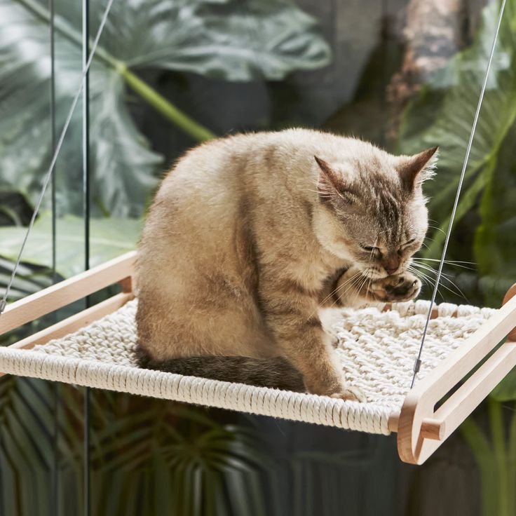 Marunaru Cat Window Hammock for Indoors - Handmade Macrame Material for Comfort and Durability - Breathable Large Cat Window Cat Window Hammock, Cat Window Perch, Window Perch, Diy Cat Tree, Cat Wall Furniture, Cat Perch, Cat Window, Cat Hammock, Cute Dog Pictures