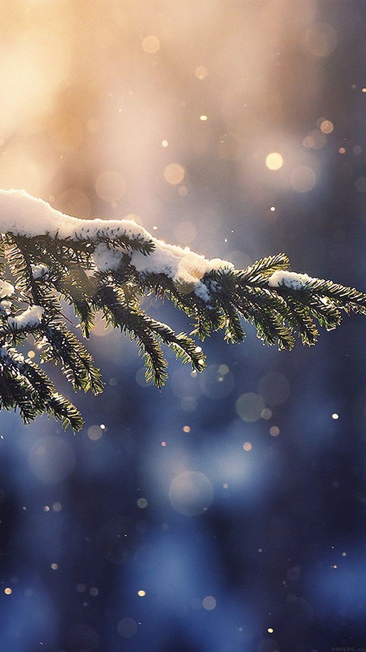 the branch of a pine tree is covered with snow and sunlight shining down on it