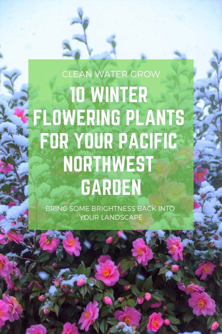 pink flowers in the snow with text overlay reading 10 winter flowering plants for your pacific northwest garden