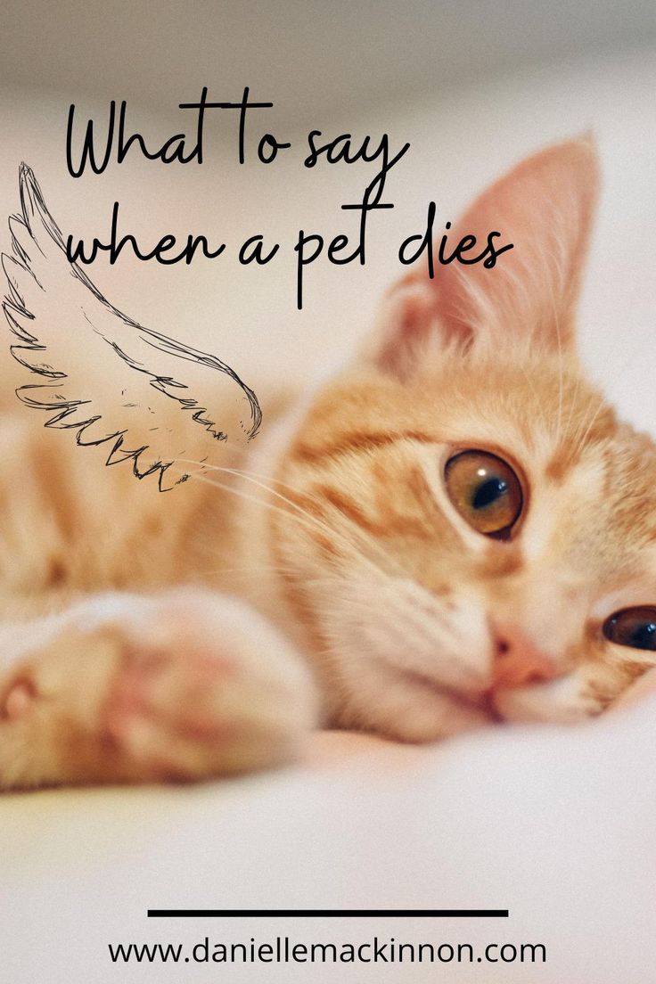 an orange and white cat laying on top of a bed with the caption what to say when a pet dies