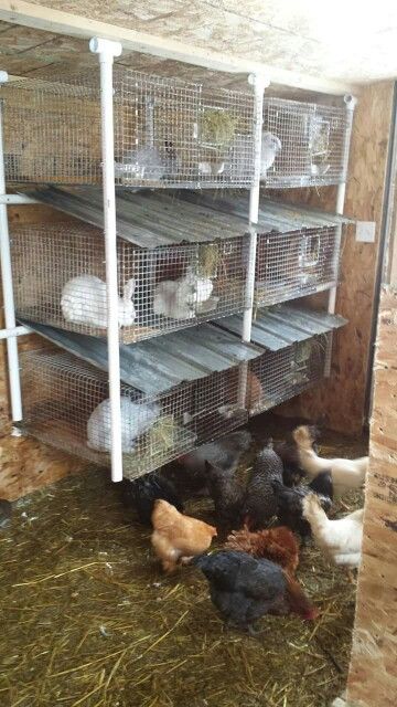 several chickens are in their cages on the floor