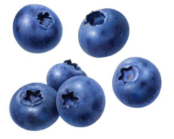 four blueberries with holes in them on a white background