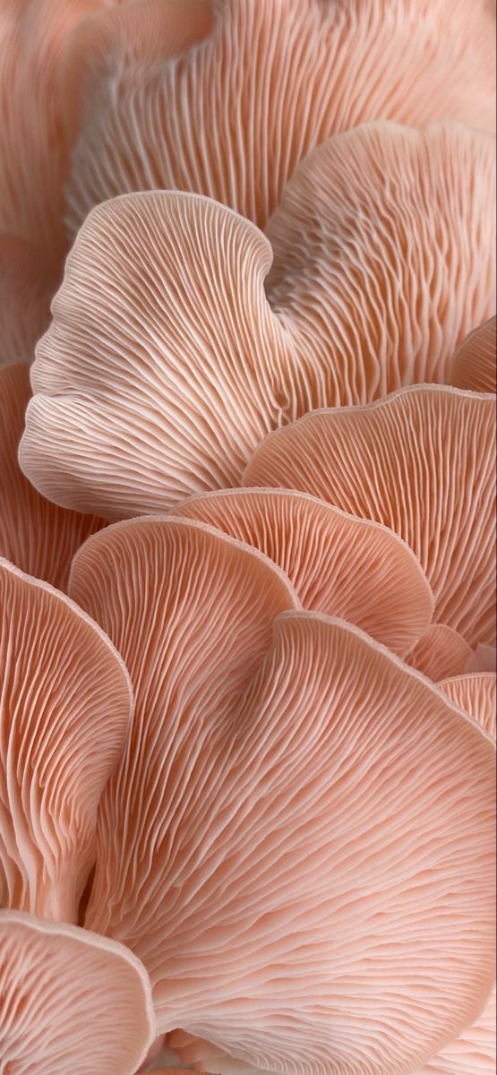 Phone wallpaper, background, unique design wallpaper, pink oyster mushrooms, nature texture Pink Oyster Mushroom, Mushroom Patterns, Mushroom Background, Ocean Plants, Fungi Art, Mushroom Wallpaper, Pink Mushroom, Oyster Mushroom, Oyster Mushrooms