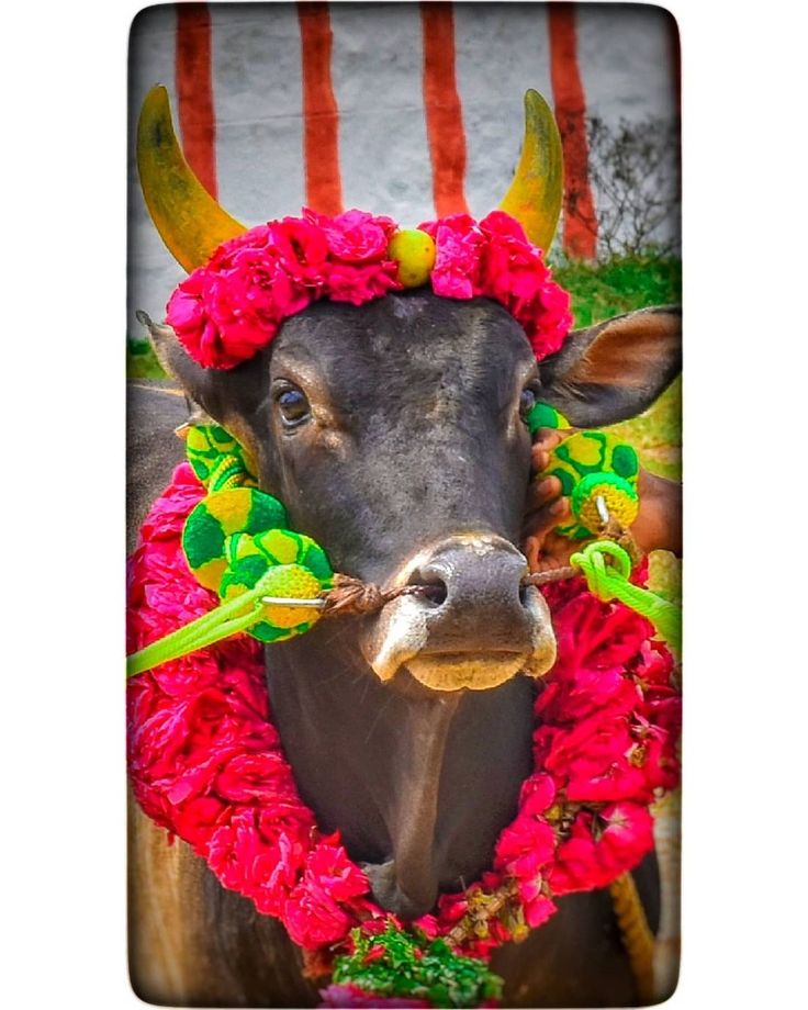 a cow with flowers on its head is wearing a red flower wreath around it's neck