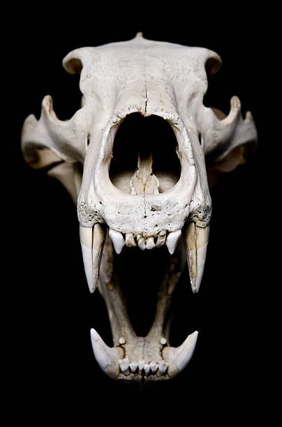 an animal's skull with its mouth open