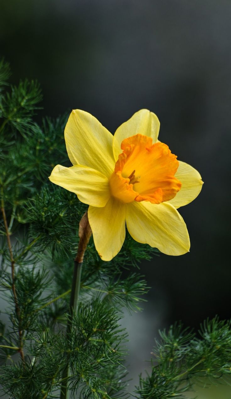 a single yellow flower is blooming on a tree branch with green needles in the foreground