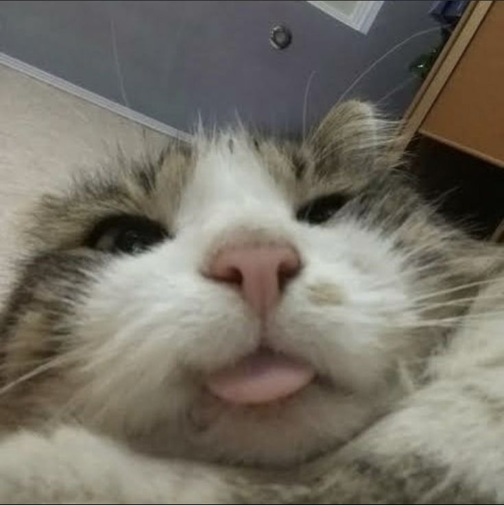 a close up of a cat laying on the ground with its mouth open and tongue out