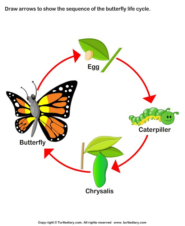 the life cycle of a butterfly