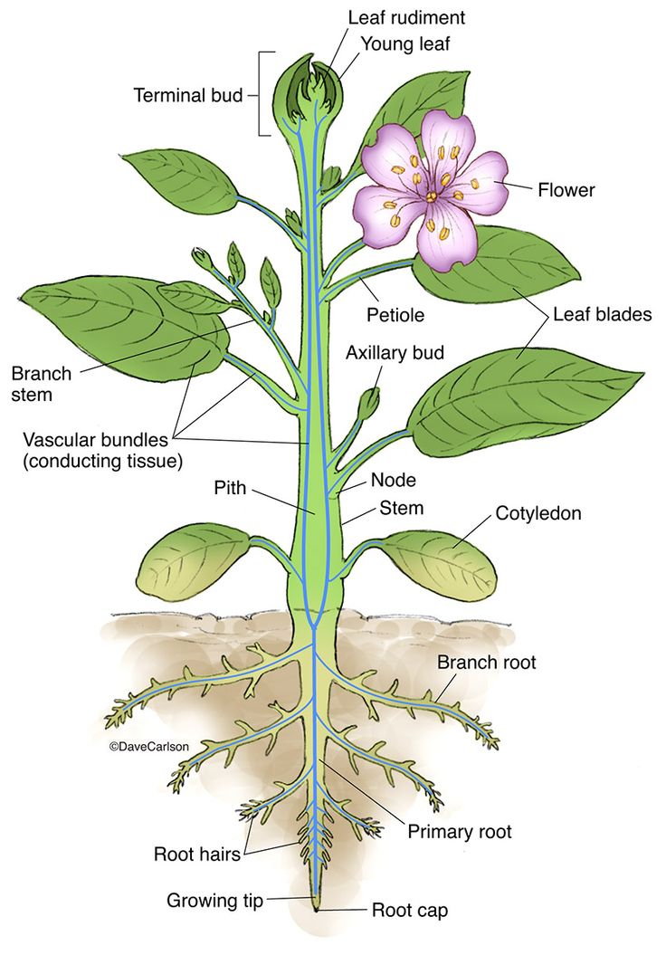 the parts of a plant labeled in this image are labeled below, including roots, leaves, and flowers