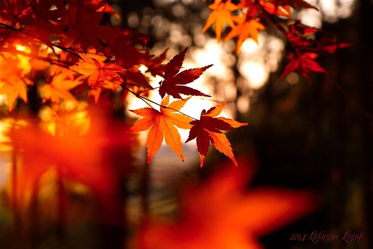 some red leaves are in the foreground, and an orange tree is in the background