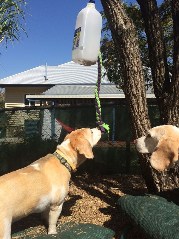 two dogs are playing with each other in the yard while one dog is tied to a tree