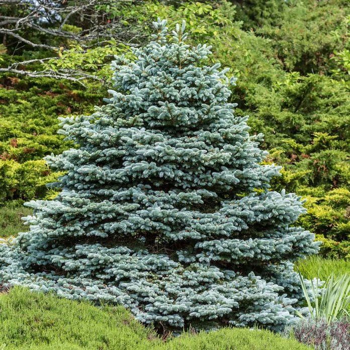 a blue fir tree in the middle of a garden