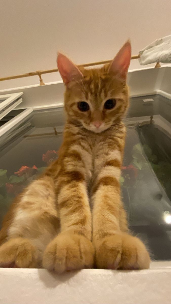 an orange tabby cat sitting on top of a refrigerator door looking at the camera