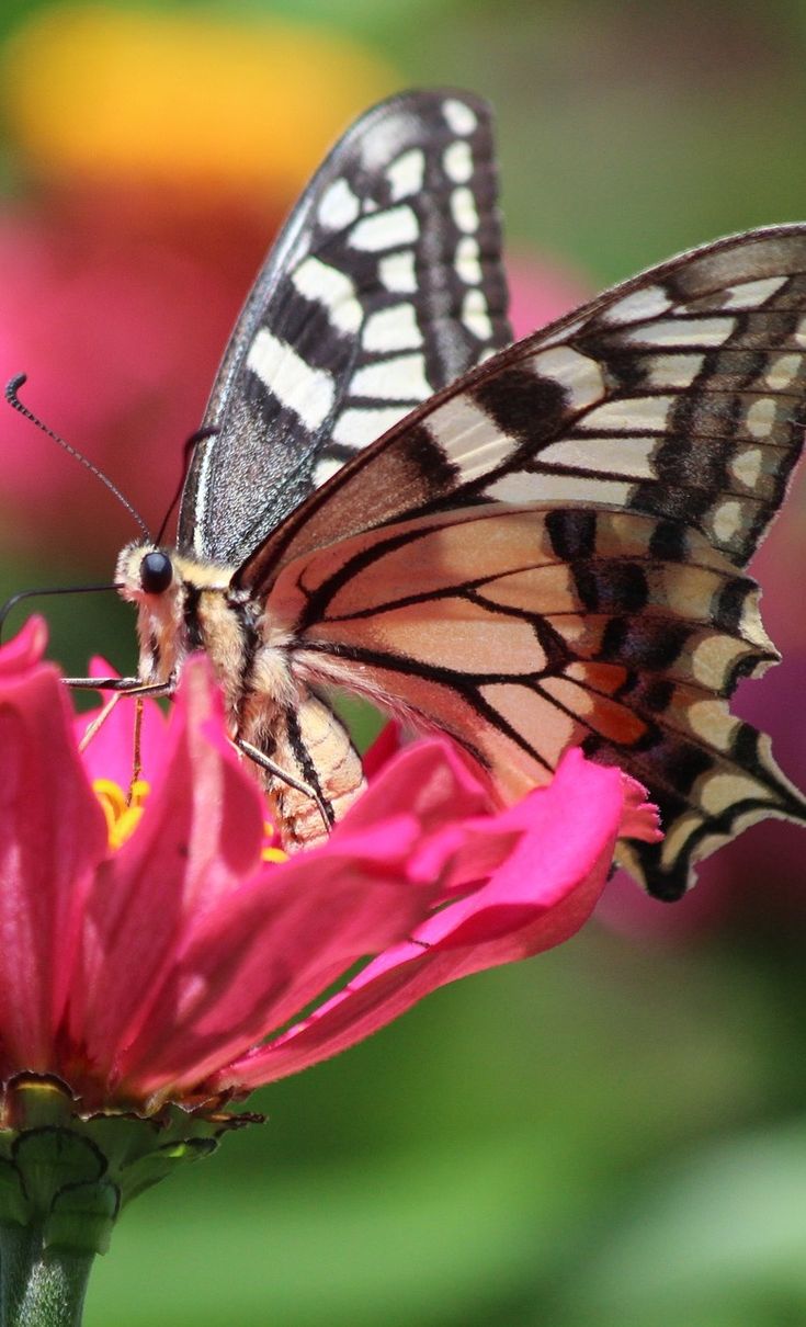 a butterfly sitting on top of a pink flower