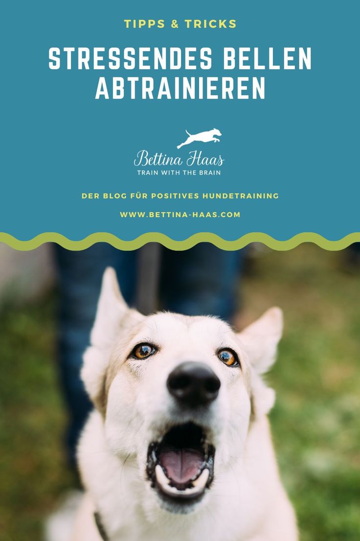 a white dog with it's mouth open and the words tips & tricks in german