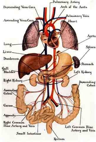 an image of a diagram of the human body and its major organs, including kidneys in digest system