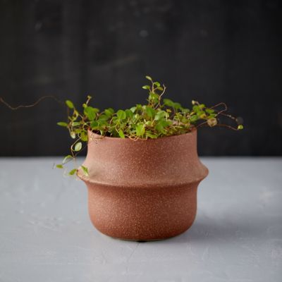 a potted plant is sitting on a table with some green plants in the middle