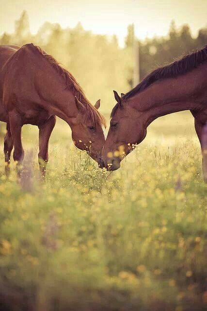 two brown horses standing next to each other on a lush green field with yellow flowers