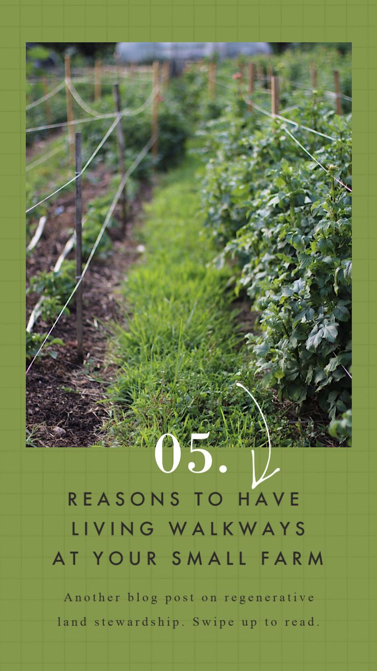 a book cover with the title'05 reasons to have living walkways at your small farm