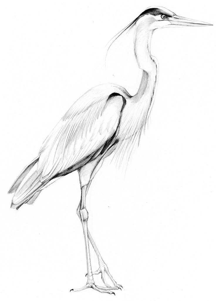 a pencil drawing of a bird with long legs