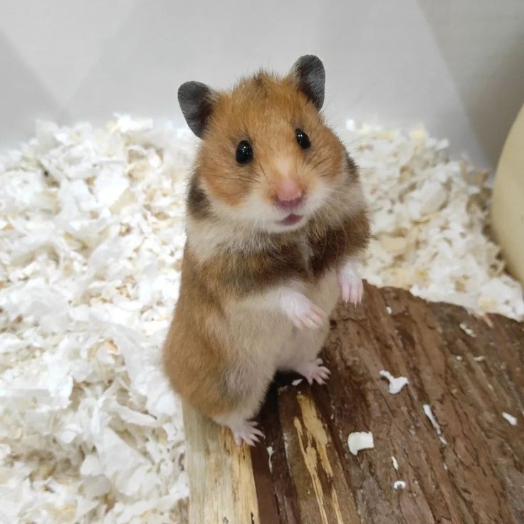 a brown and white hamster sitting on top of a piece of wood