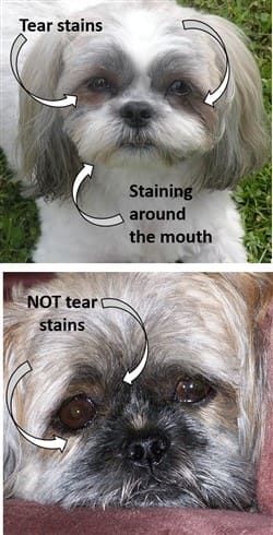 Puppy Tear Stains, Shih Tzu Information, Shih Tzu Grooming Styles Teddy Bears, Shihtzu Haircut Teddy Bears, Shih Tzu Teddy Bear Haircut, Shih Tzu Haircuts Grooming, Shitzu Dogs Haircuts, Shih Tzu Puppy Training, Shih Tzu Grooming Styles